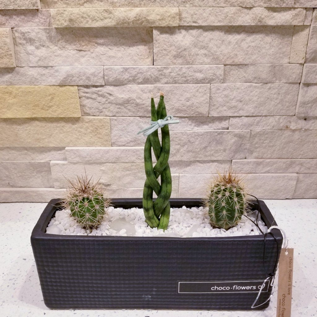 Cacti & Succulent 7